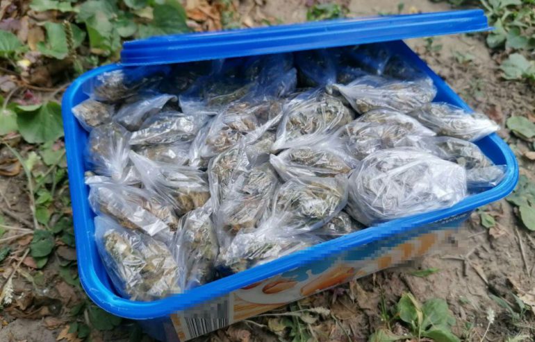 Zaplenjena marihuana