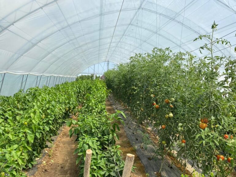 Elektronska prijava poljoprivrednih gazdinstava kreće od 1. jula