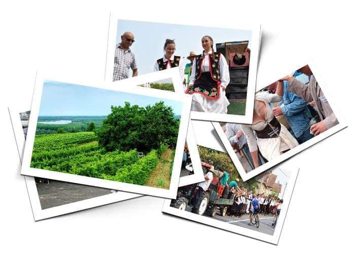 Opština Beočin i MZ Banoštor organizuju 25. Banoštorske dane groždja