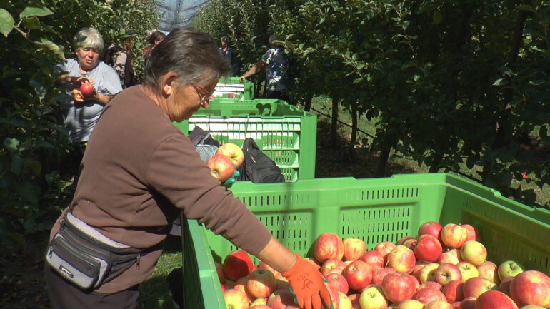 SREM POSTAJE POZNAT I PO ZASADIMA JABUKA: Kvalitetan rod i nakon teške sezone
