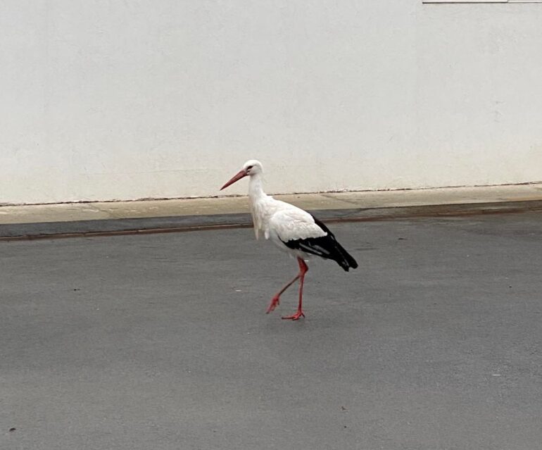 Slađan Papić iz Mačvanske Mitrovice neguje povređene životinje: Nakon Lare došao je Đura