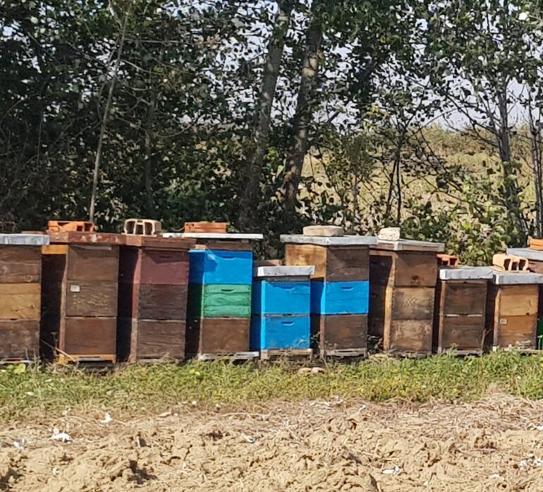 Svaki treći zalogaj na planeti zavisi od pčele