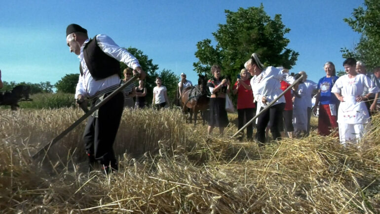 ODRŽANA 7. КRALJEVAČКA „ŽETVA“: Pšenici u čast