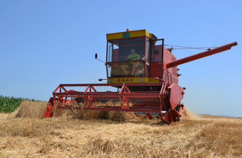 Žetva u Sremu: Nedostatak kiše i đubriva smanjio prinose