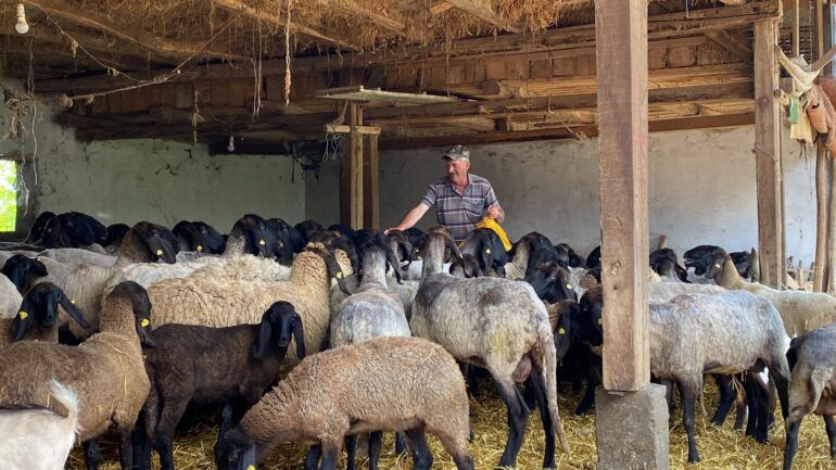 STOČAR MARKO PAROŠKI: Držaću ovce dok sam živ!