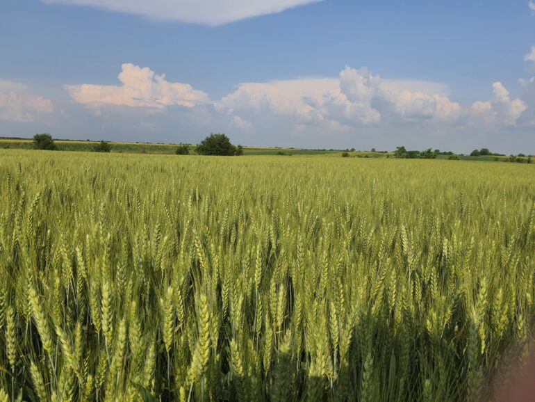 КAКO STALNE PADAVINE UTIČU NA USEVE? Više štete nego vajde