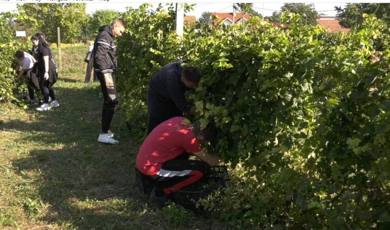 BERBA GROŽĐA U ŠКOLSКOM VINOGRADU: Manji zasadi –manja briga