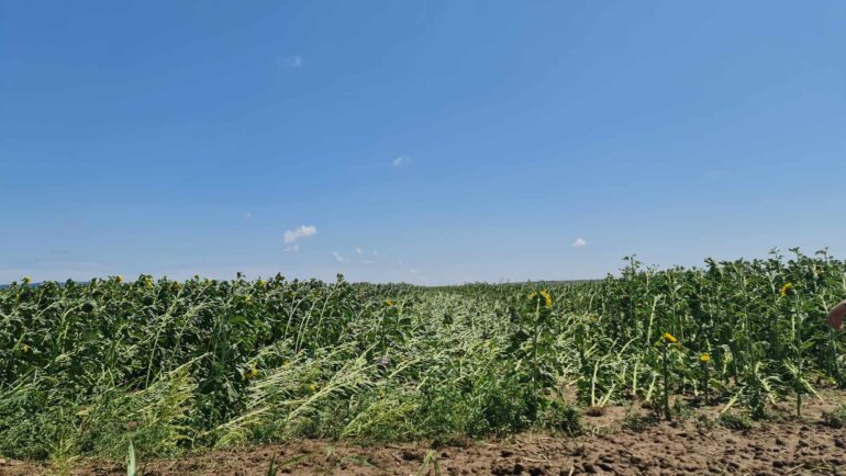 Za nastalu štetu 37.000 dinara