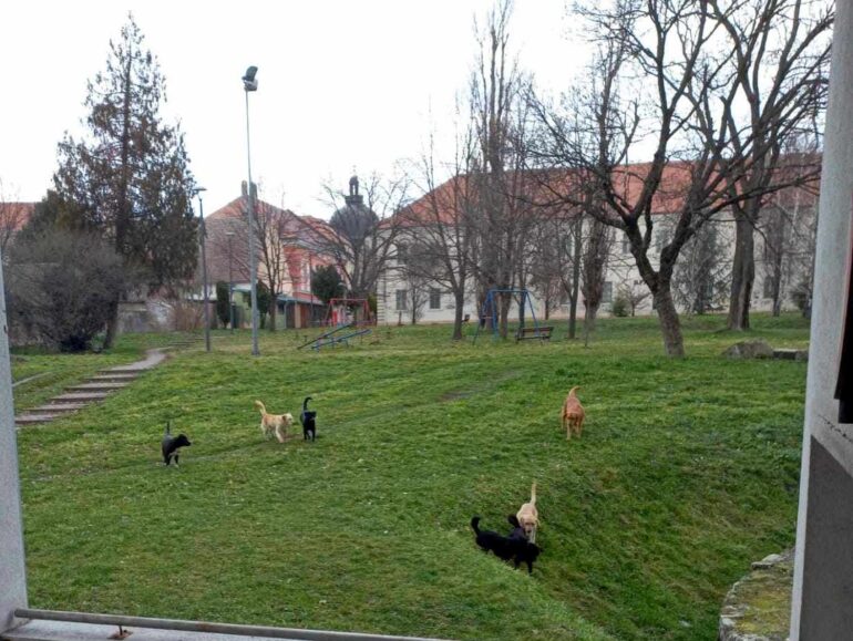 KOMŠIJA PIŠE: „Gužva“ na iskopinama i dečijem igralištu