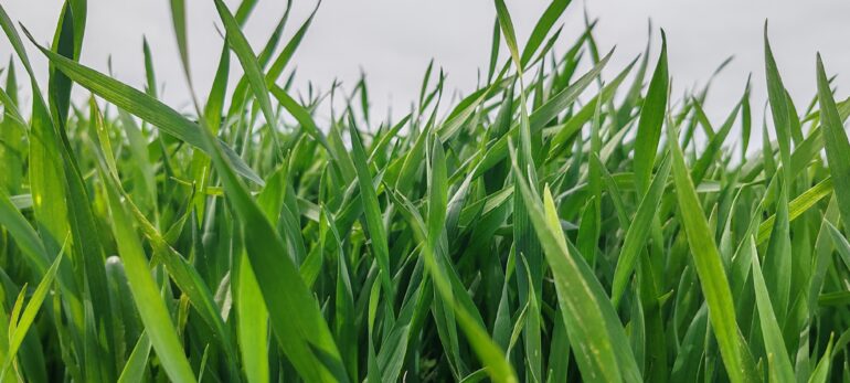 Podrška za osiguranje useva za poljoprivrednike Opštine Ruma