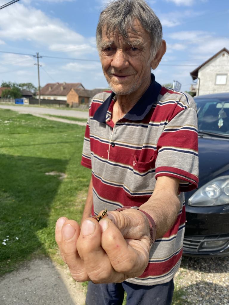 Golom rukom na stršljena