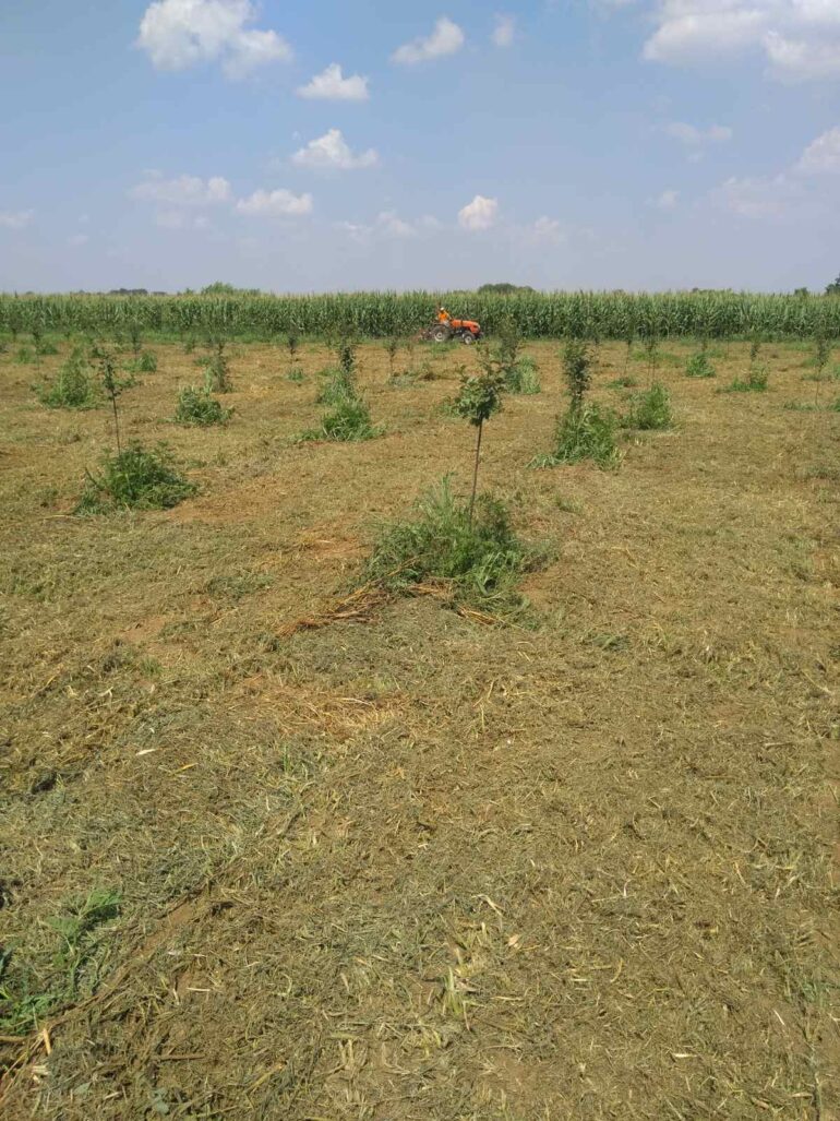 Raspisan poziv za investicije u podizanje i opremanje proizvodnih i matičnih zasada voća