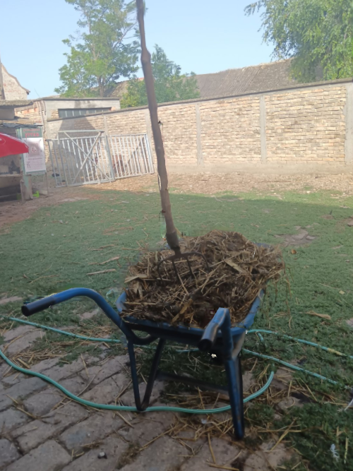 KOMŠIJA PIŠE: Šta je bilo sa ćebetom? To mene zanima…