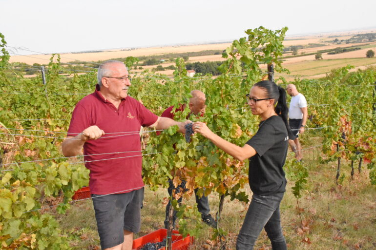 Slovenačke diplomate u berbi grožđa