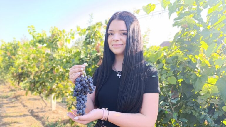 Berba grožđa u školskom vinogradu