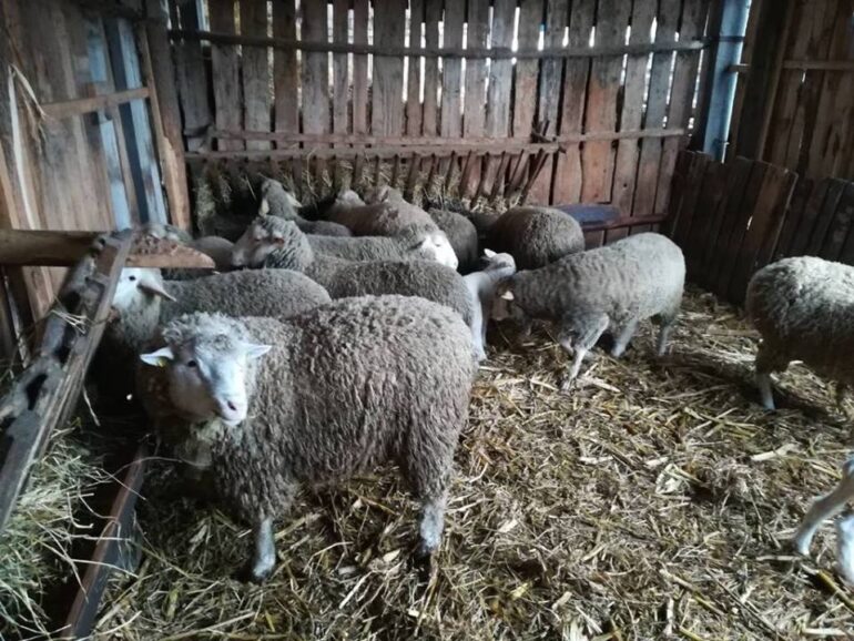 Raspisan javni poziv za nabavku kvalitetnih priplodnih grla