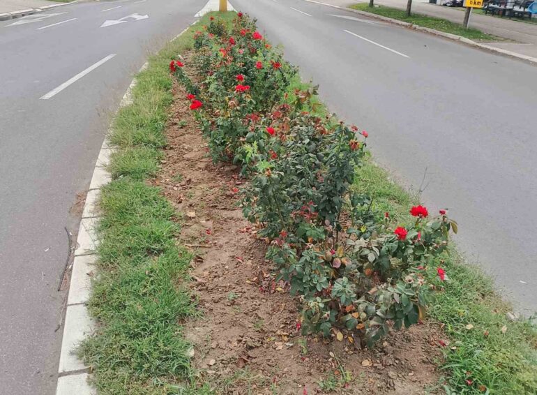 Pravo vreme za orezivanje i negu cveća