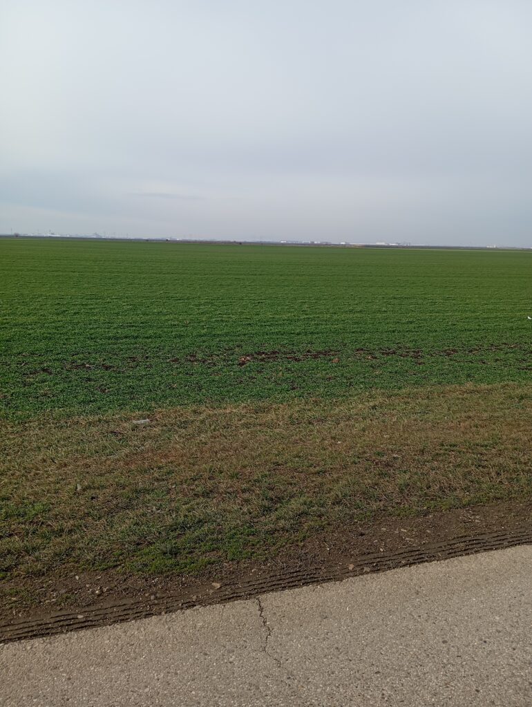 U PAZOVAČKOM ATARU: Usevi dobro napreduju