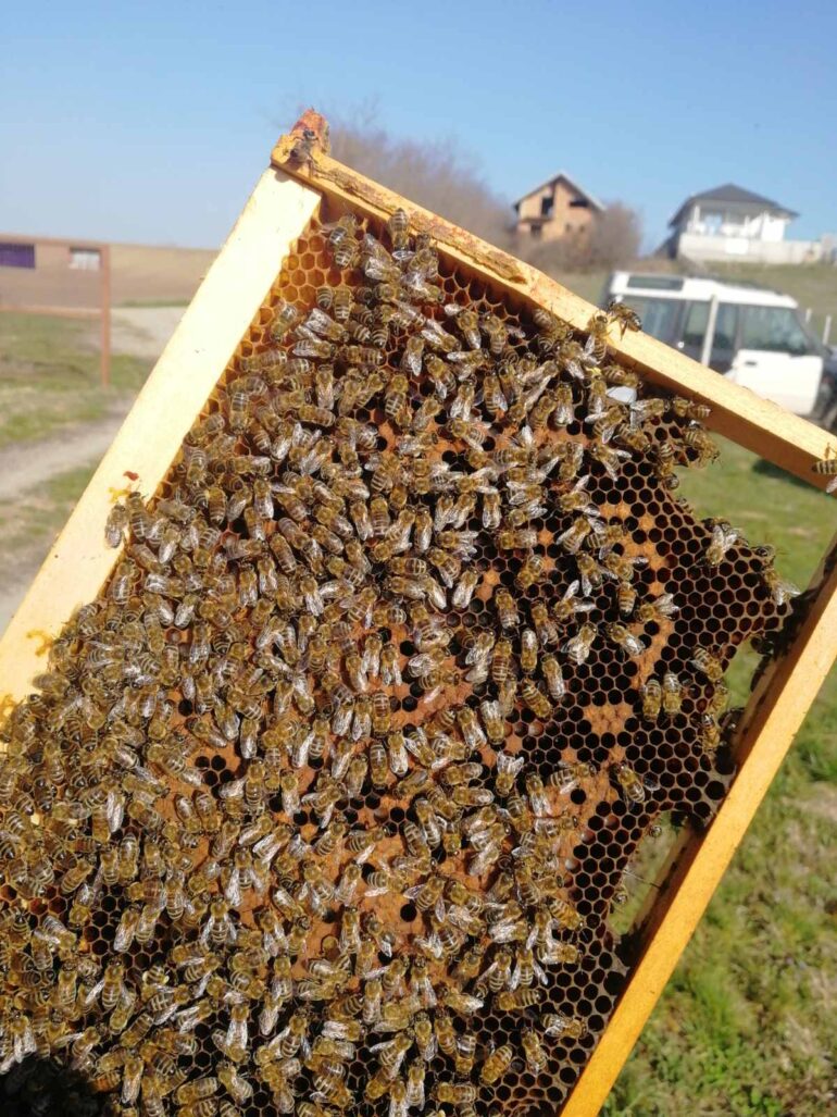 Pčelari zadovoljni stanjem u košnicama nakon zime