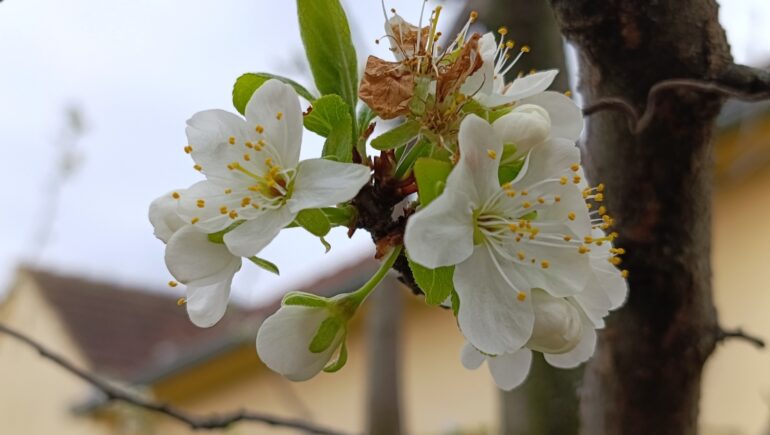 Hladno vreme zabrinulo voćare u Inđiji