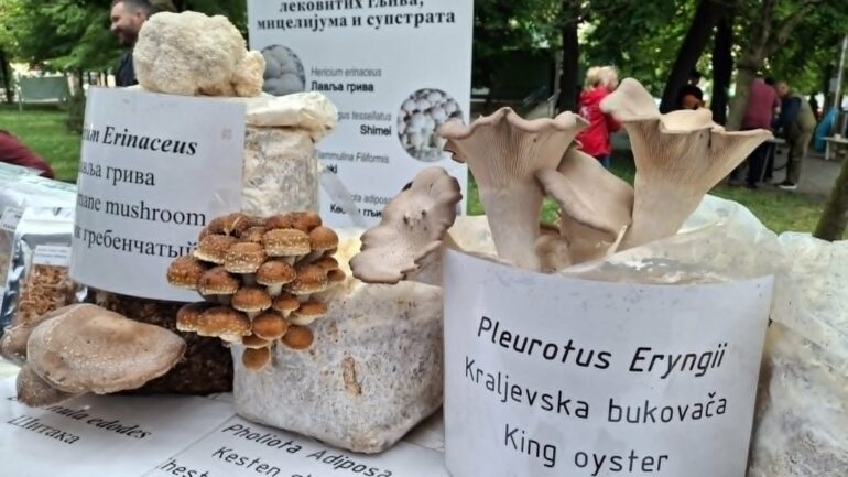 Čudesni svet gljiva u Gradskom parku FOTO