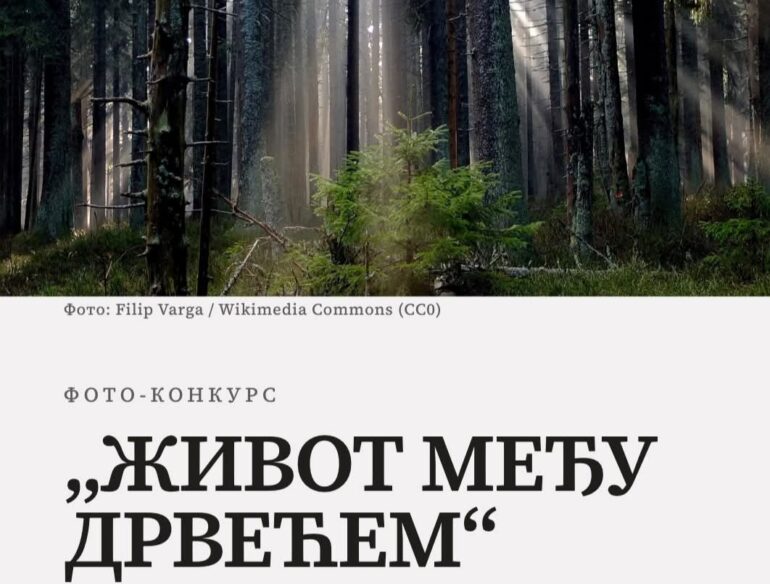 Koja se priča krije među drvećem?