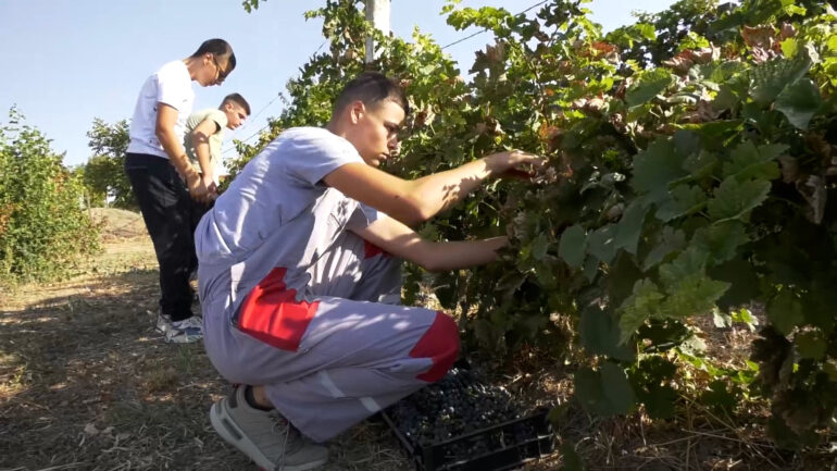 Jesen u školskom vinogradu: Poslednja berba u starom zasadu