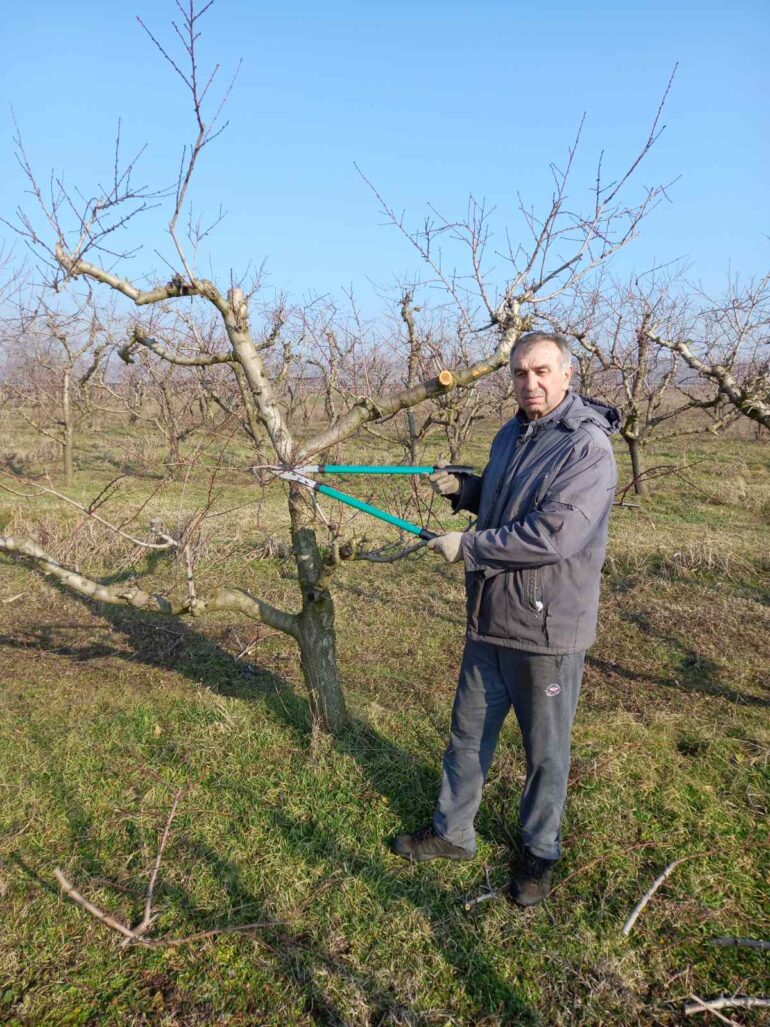 Voćnjaci posle berbe: Pripreme za novu sezonu